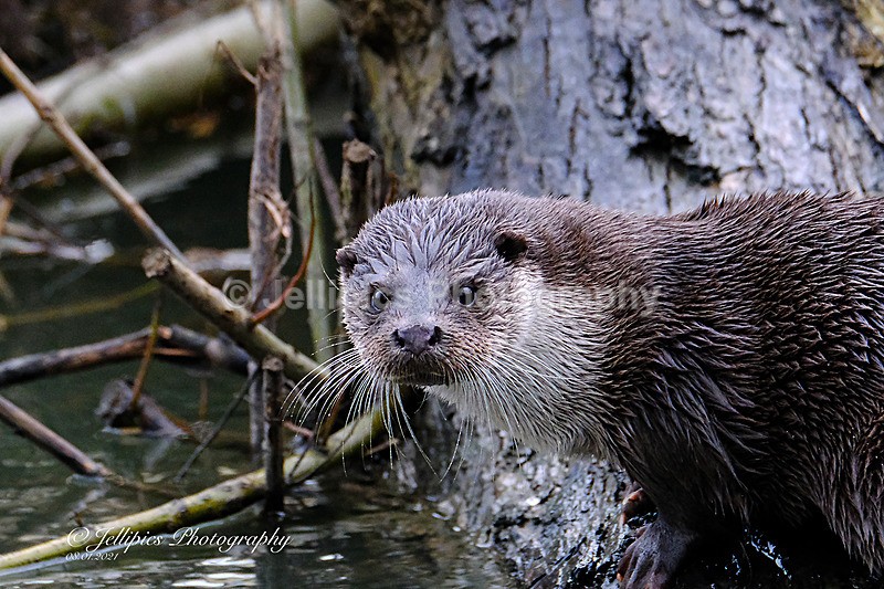  - Wildlife and Nature