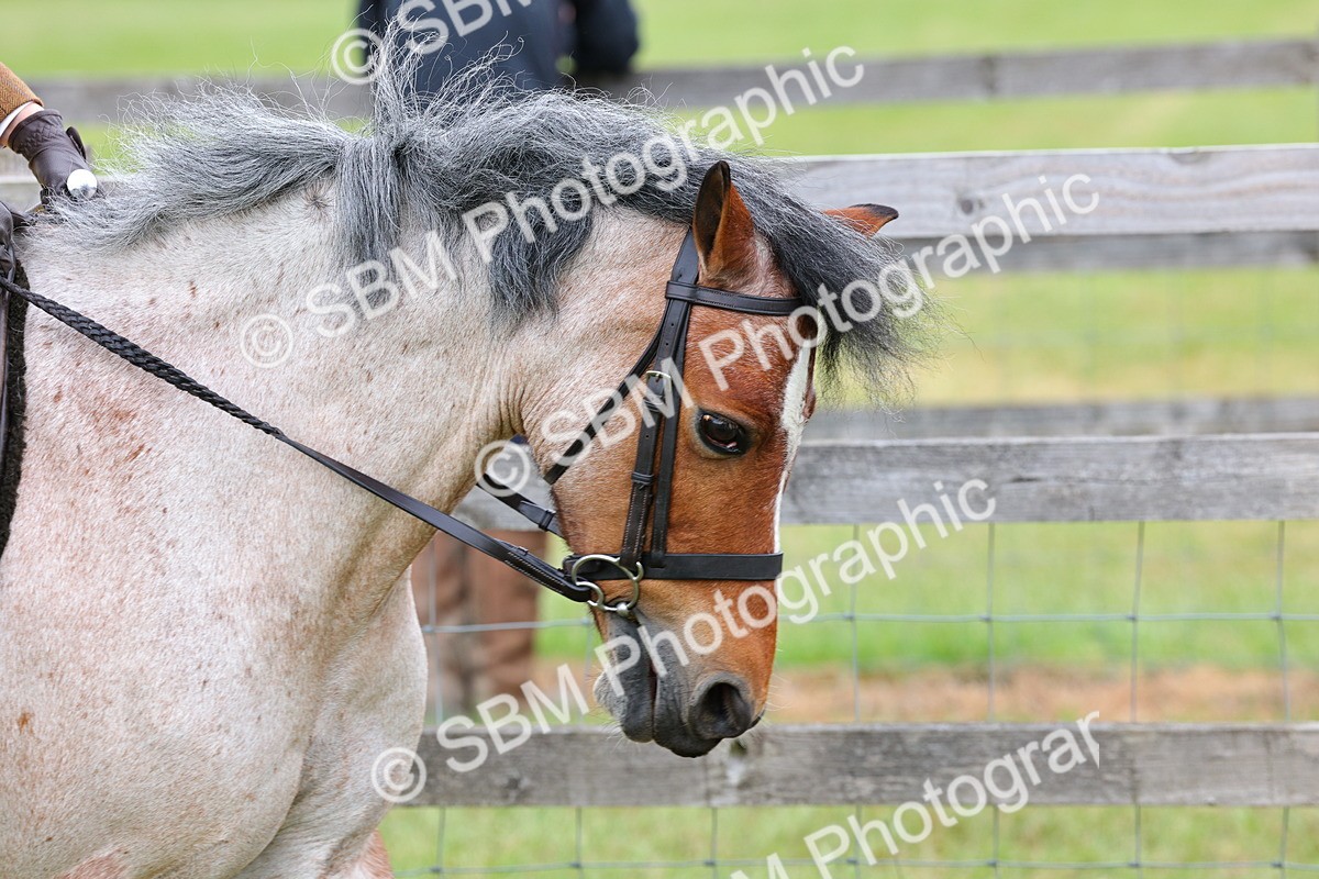 SBM_08453 - Class 42-43 - LIHS BSPS Heritage Working Sports Pony