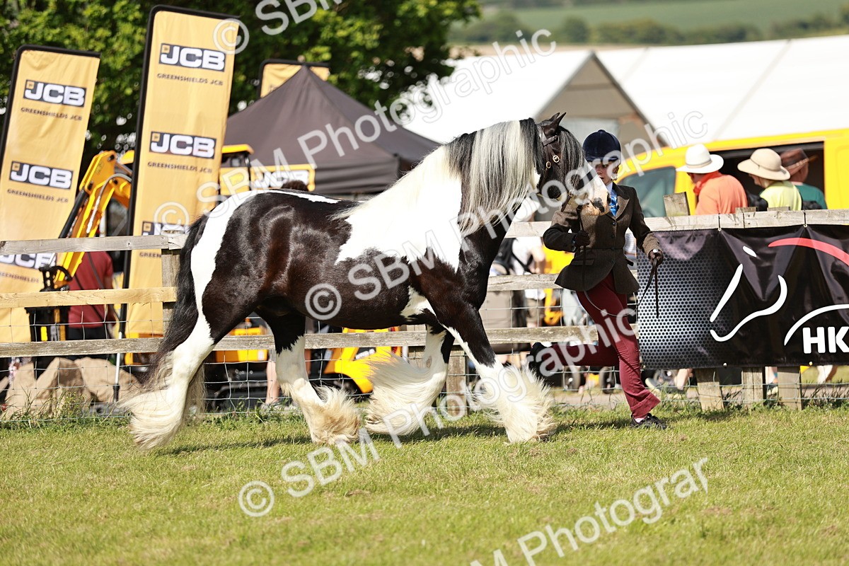 SBM_08775 - Class 63-65 - Traditional Gypsy Cobs In Hand & Ridden