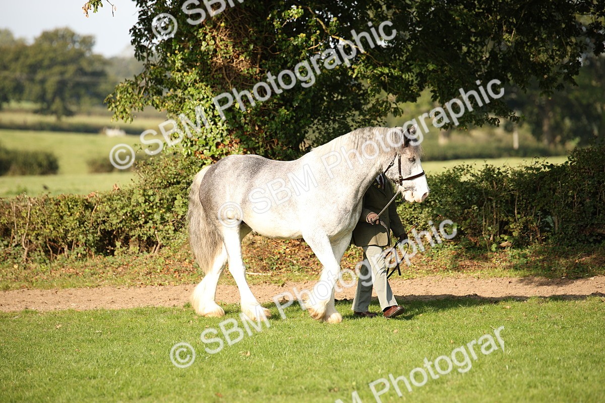 SBM_59327 - S52 - Other Coloured Horse In Hand