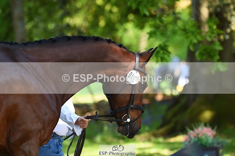 230524-162448-00859 - 101-INTERFIELDS_ABOUDDI-Saffron_Cresswell-WEDTrotUp+DR