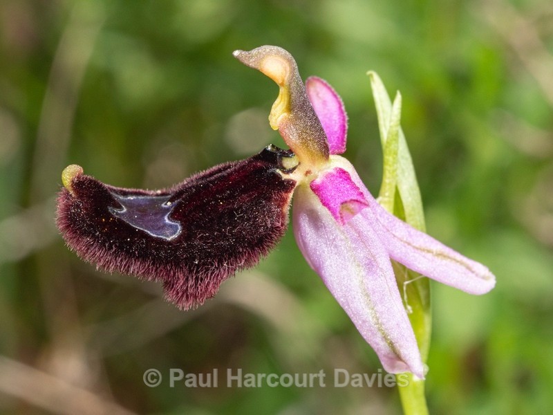 Bertoloni's orchid (Ophrys bertolonii) - Wild Orchids 2021