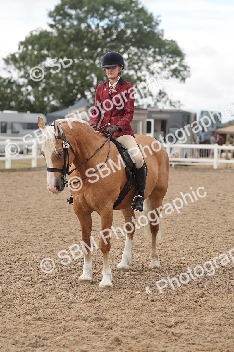SBM_04350 - Class 17 - Prettiest Mare (IH or Ridden)