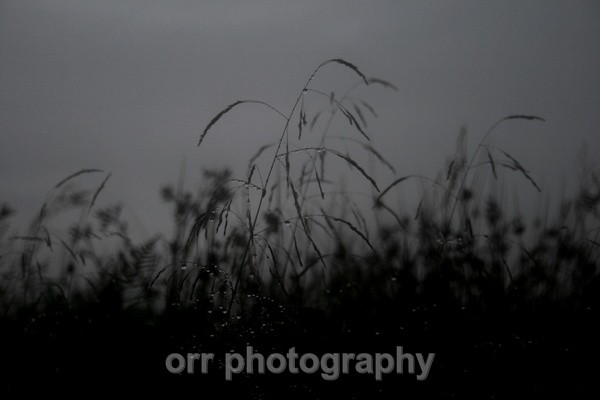  - Flowers