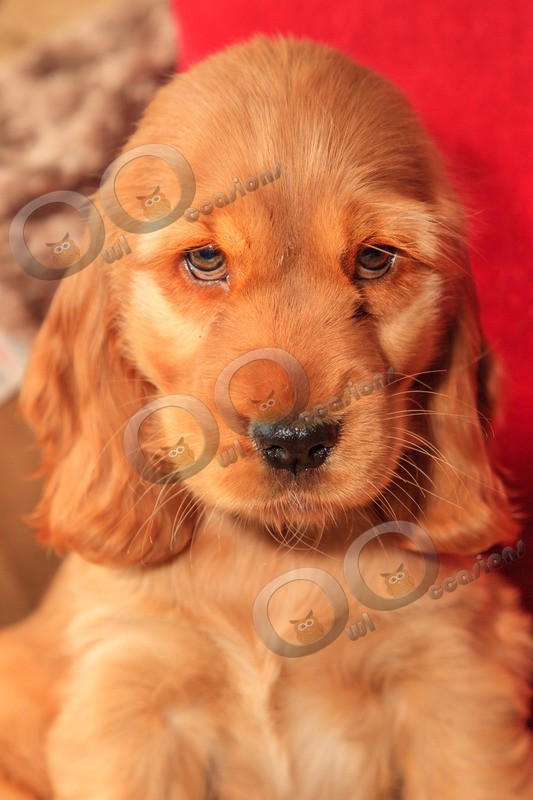 Cute Cocker Spaniel_0052 - Pet Photography