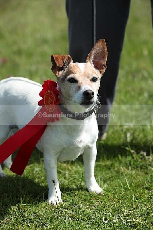 SPXX0591 - Dog show