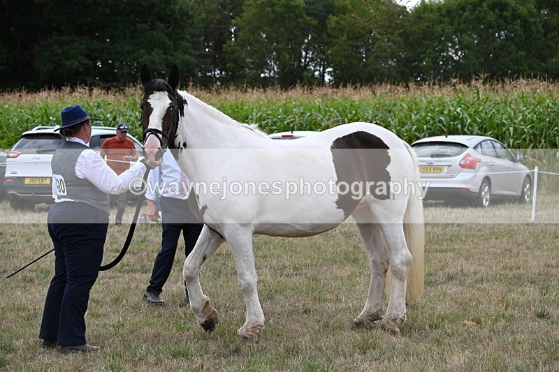 WJ6_5555 - Class 18 In-hand Coloured