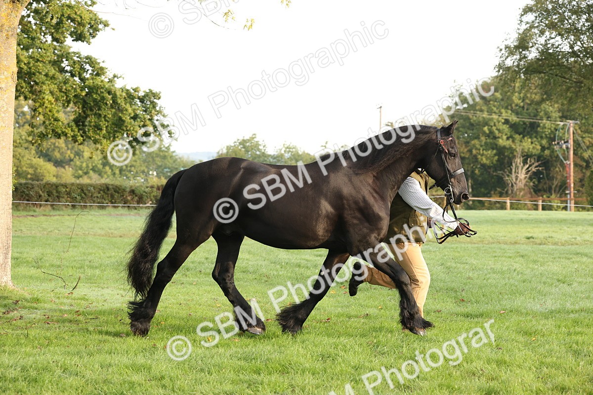 SBM_54407 - S51 - Foreign Breeds In Hand