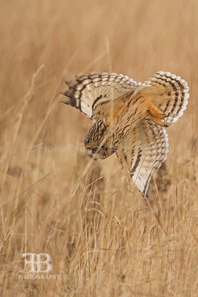 SOE-90 - Birds of Prey
