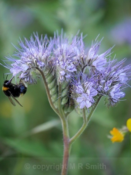Wild Flower: Tansy Leaved Phacelia - MACRO & CLOSE UPS