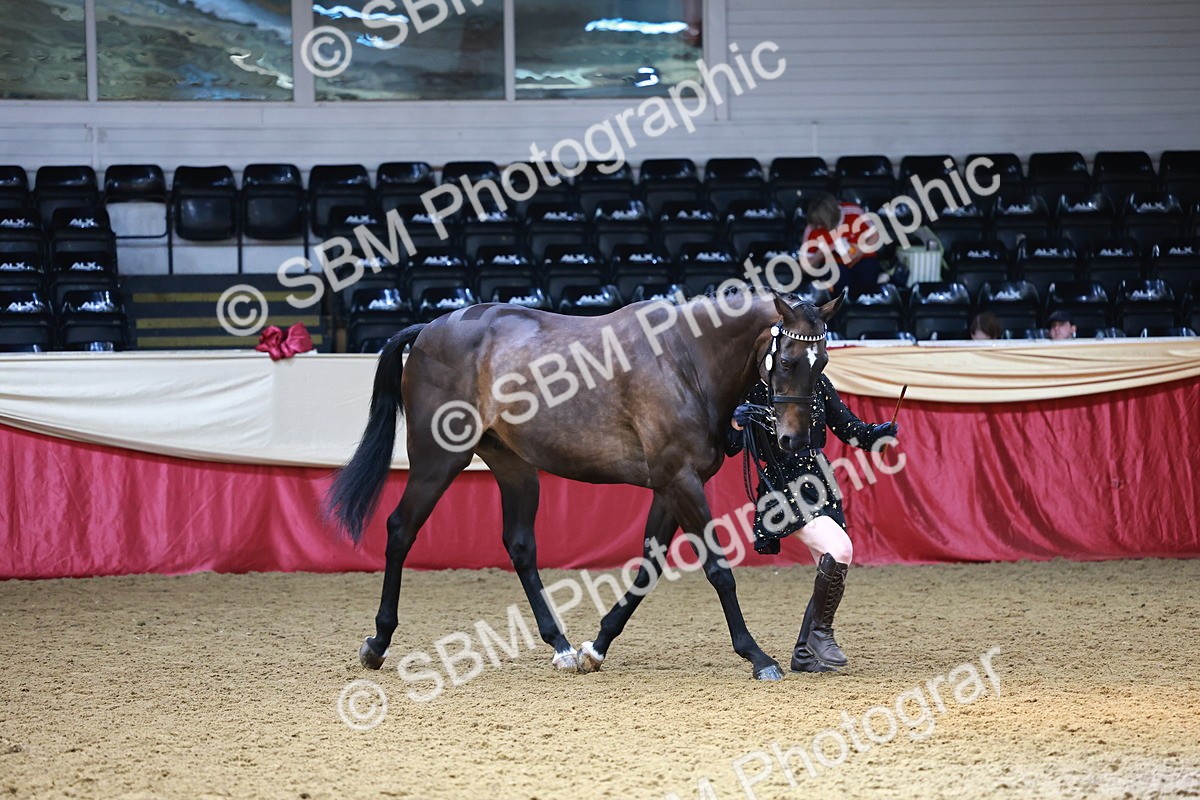 SBM_23217 - Class 903 - Supreme Final - IH Pre Vet