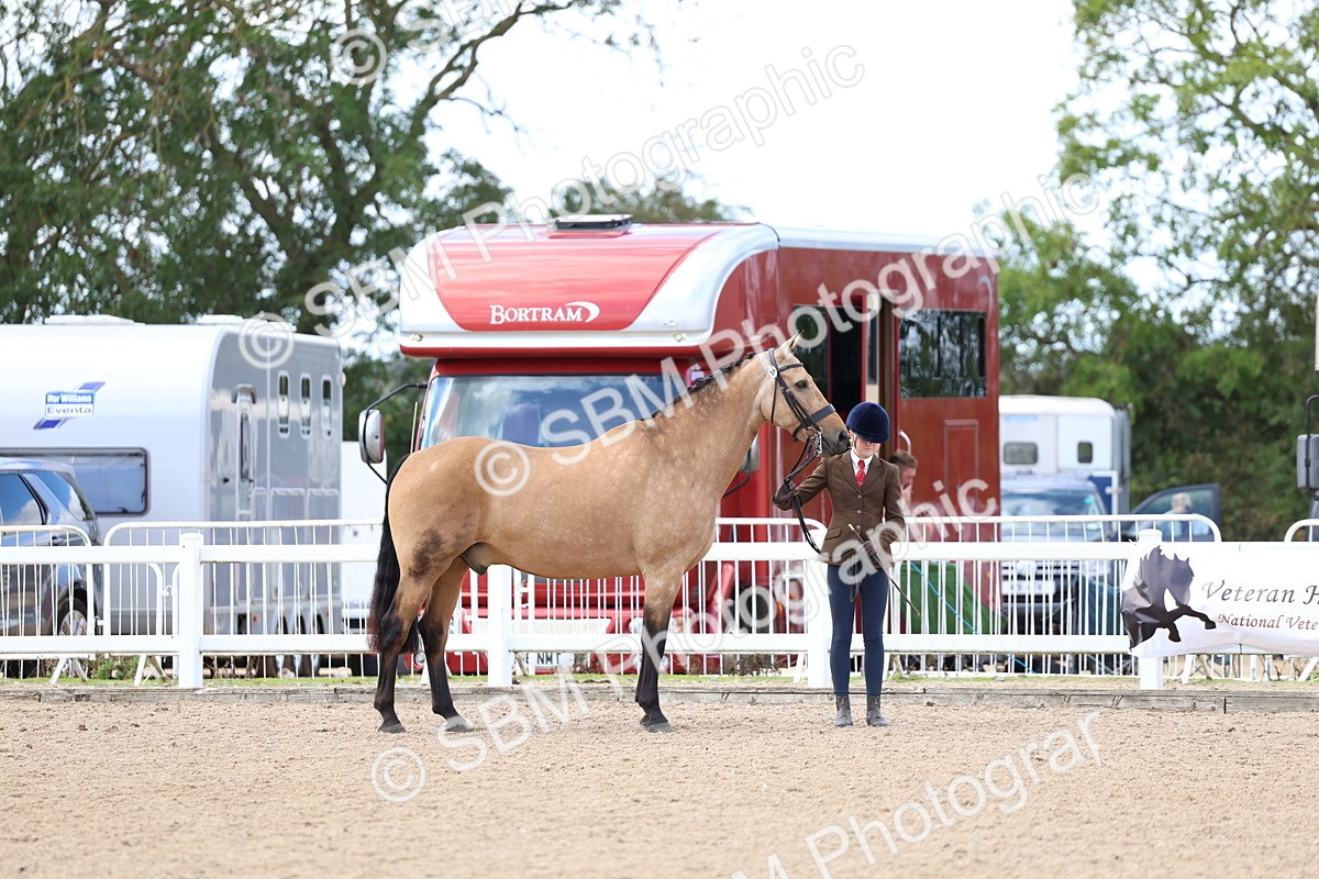 SBM_15339 - Class 312 - IH Competition Horse-Pony