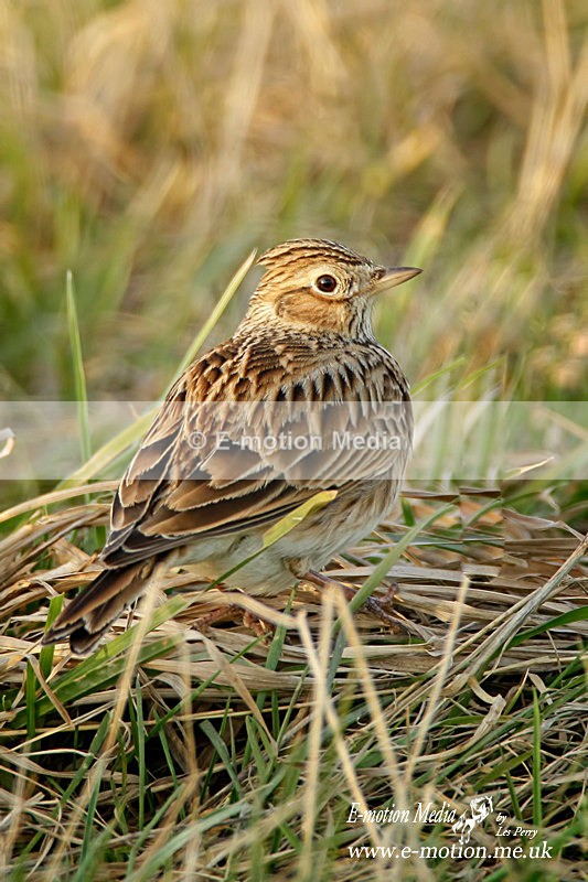 Sky Lark 260212  10 - Nature