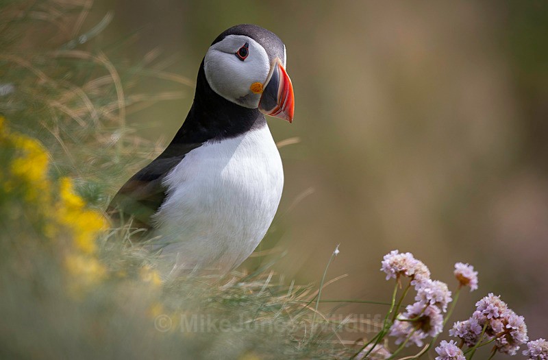 PUFFIN, ISLE OF MULL, SCOTLAND - ISLE OF MULL WILDLIFE, Wildlife images from the Inner Hebrides