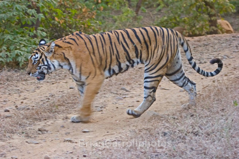  - Indian Tiger Safari Tour 08