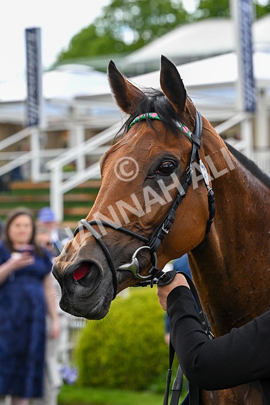130526-Race 5-Legacy Link-3348 - Race 5 4.05pm Tattersalls Musidora Stakes