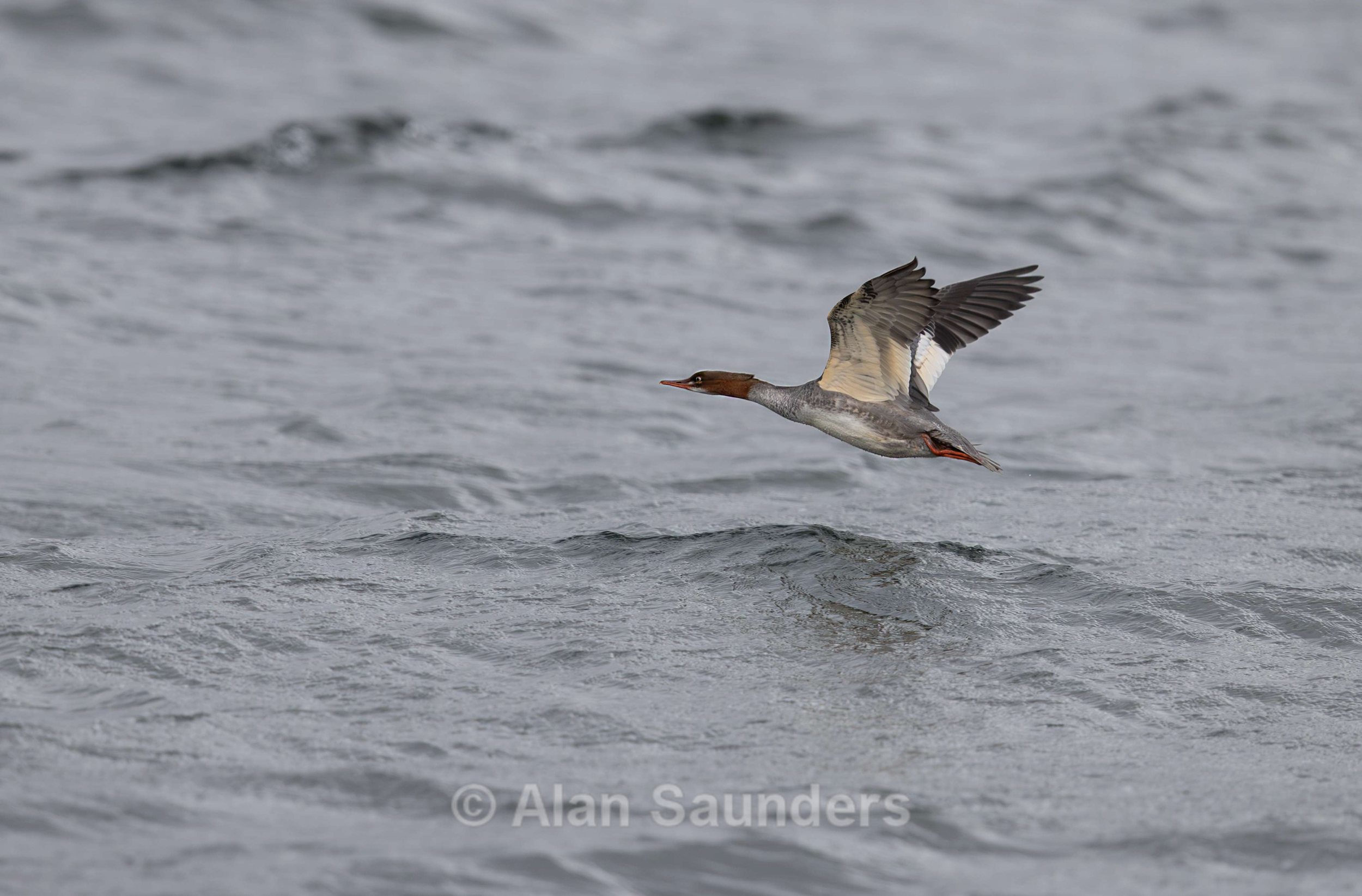 Red-Breasted Merganser 3