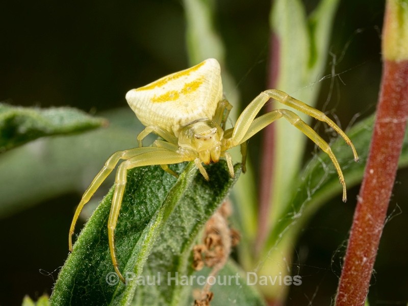 Crab spider (Thomisus onustus) ♀︎ - Ten Metres from Home 2021