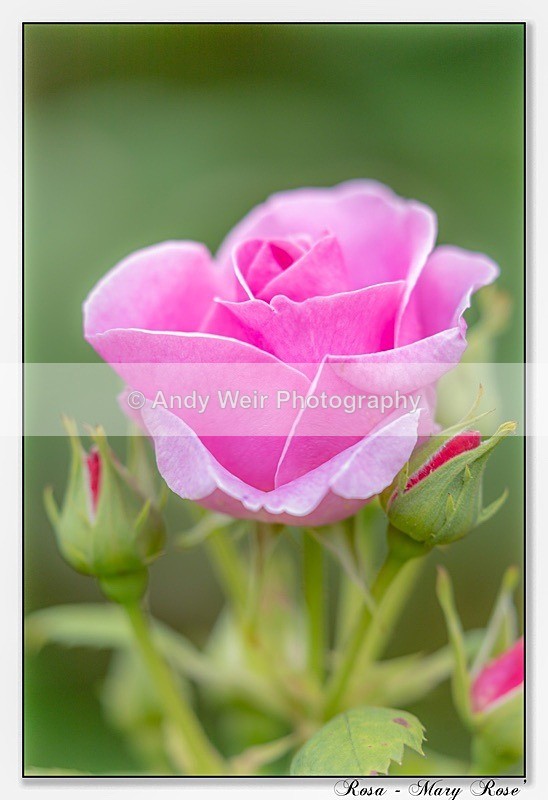 190710-untitled-1L4A2351-Edit-Edit-1 - Plants & Flowers