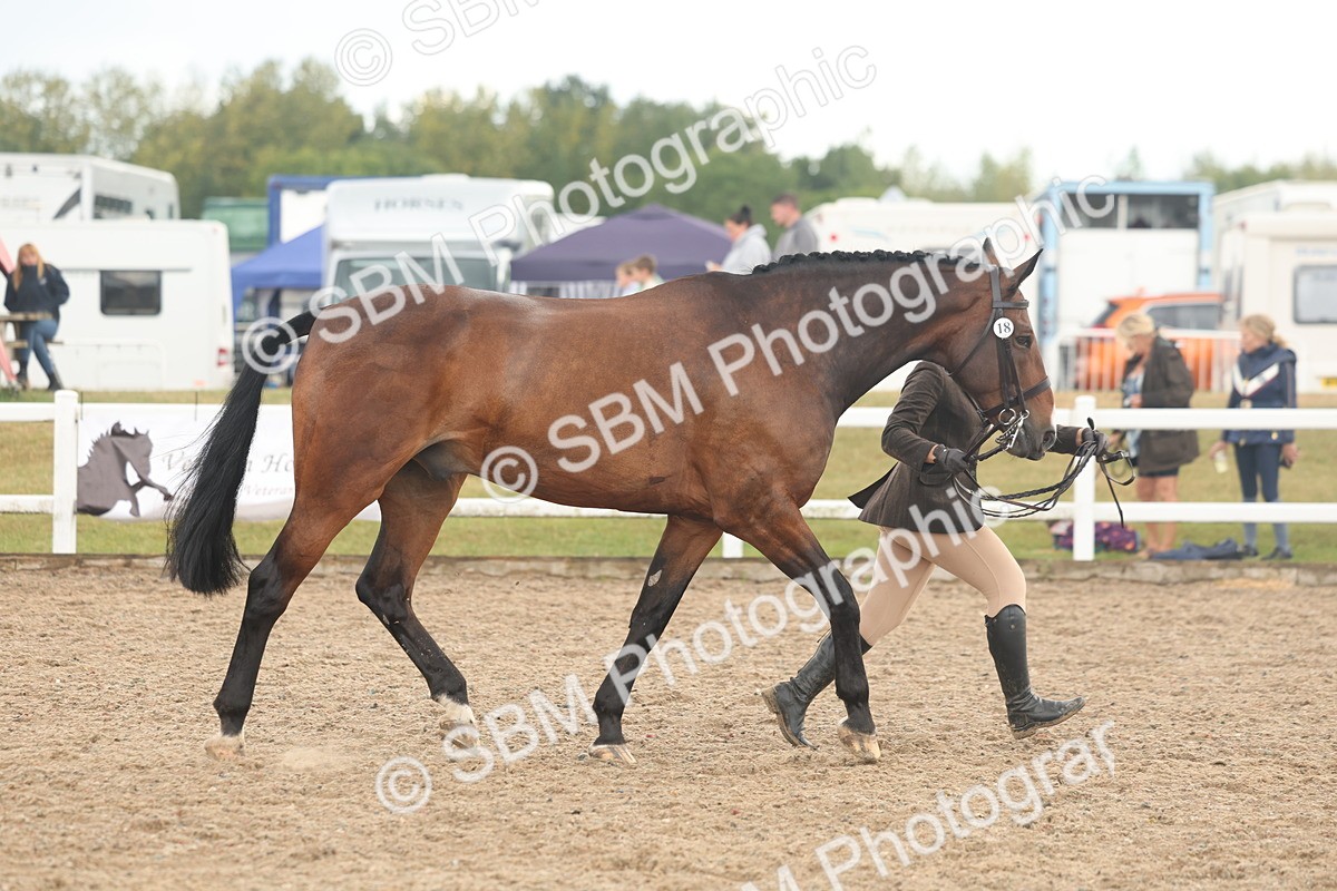 SBM_07886 - Class 28 - IH Veteran Horse