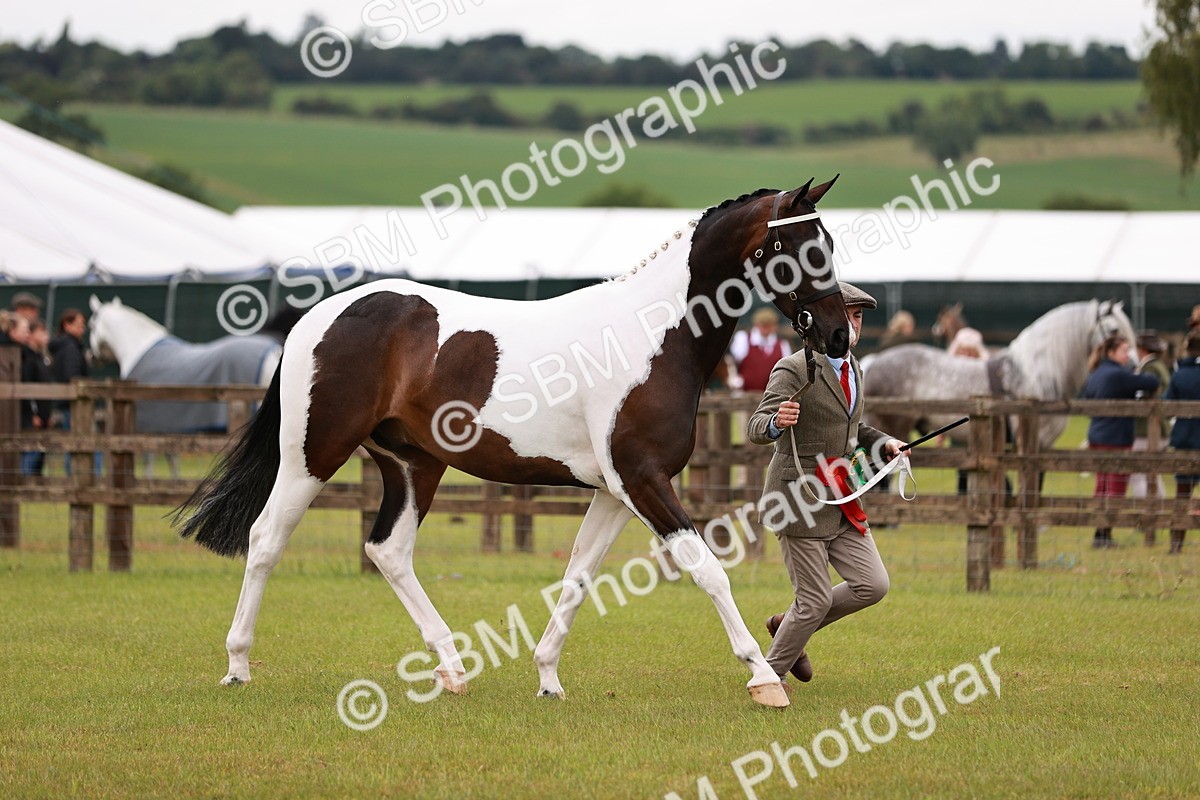 SBM_00801 - Class 26-30 Sport Horse In Hand