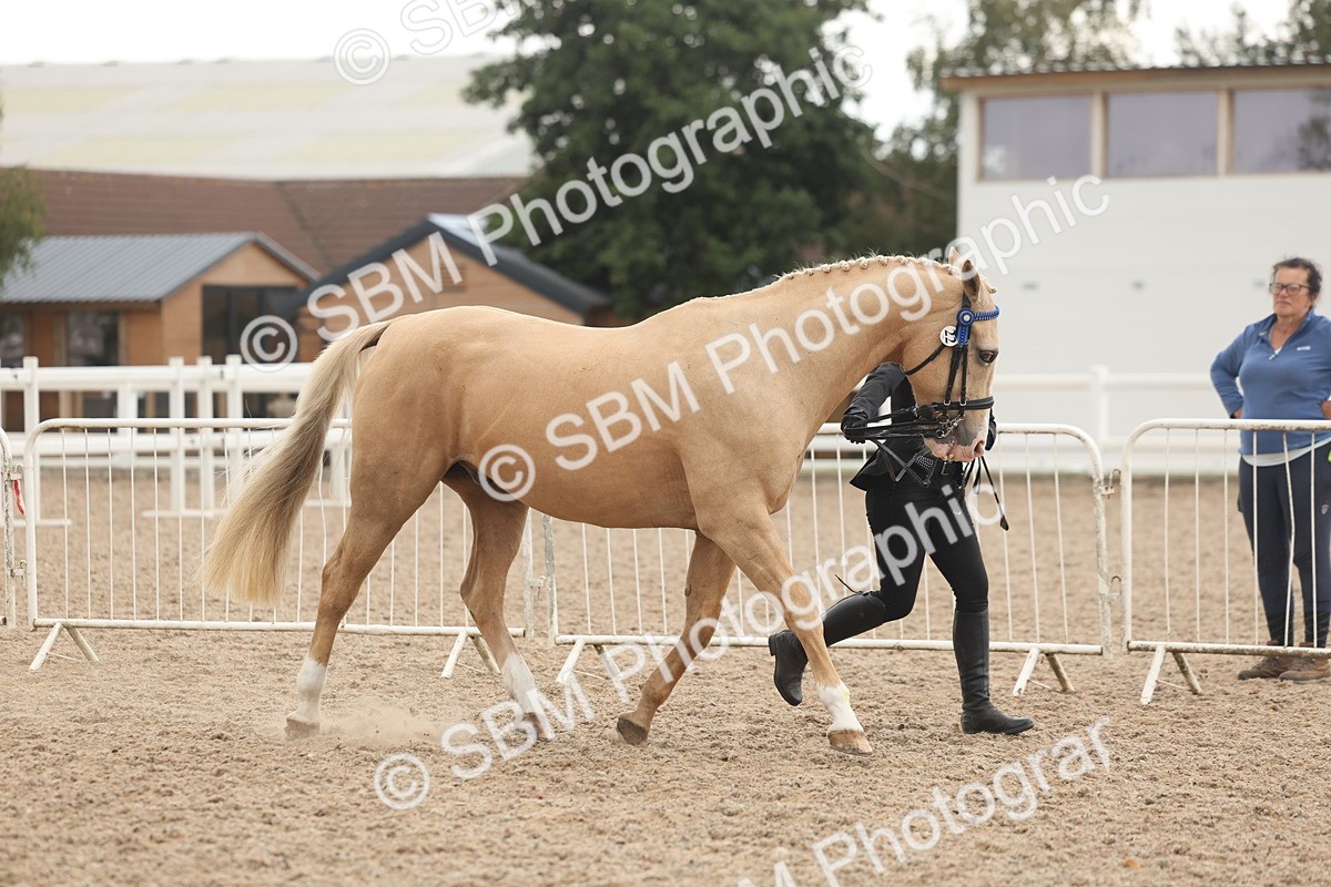 SBM_07621 - Class 26 - IH Foreign Breeds - Part Bred