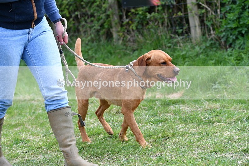 WJ5_9479 - Class 3 Most Handsome Dog
