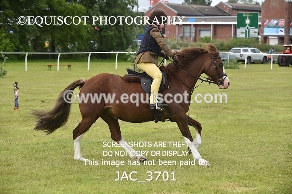 JAC_3701 - 75CM WORKING HUNTER