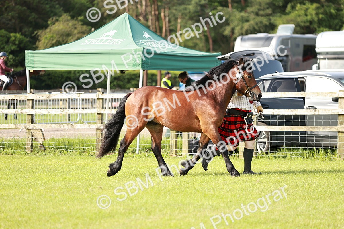 SBM_00683 - Class 14-23 - Mountain & Moorland In Hand Non Welsh