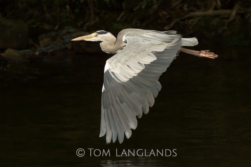 Grey Heron - All Other Birds