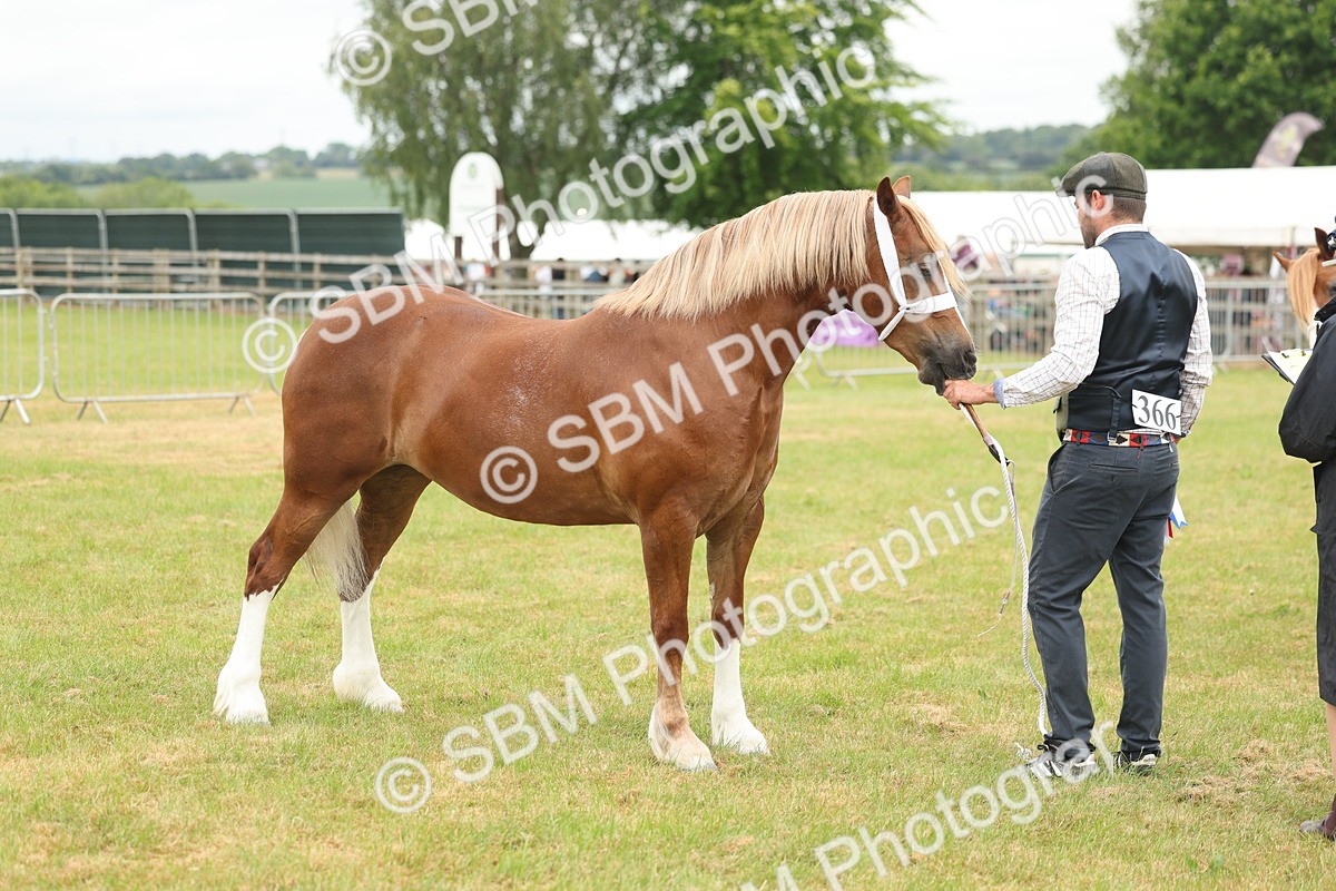 SBM_05014 - Class 50-57 - M&M Welsh Pony In Hand