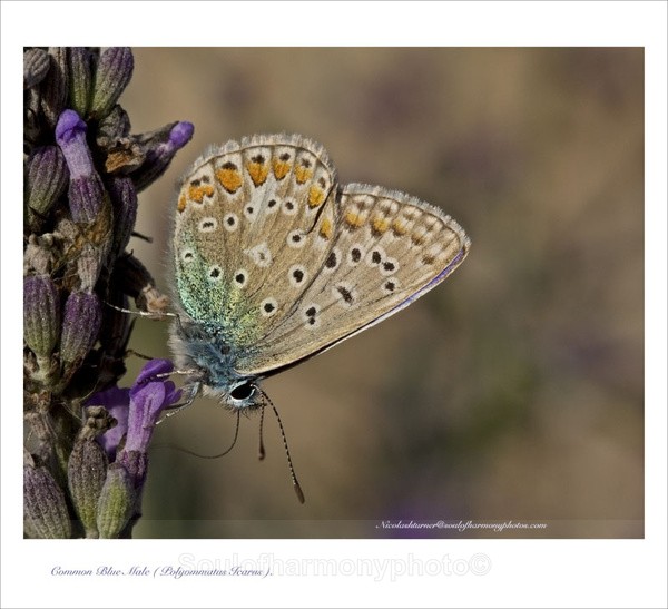 Common Blue Male - Invertebrate's Macro