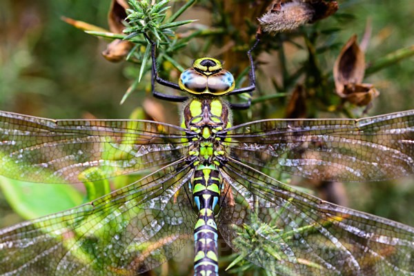 Male Southern hawker - Dragonflies & Damselflies