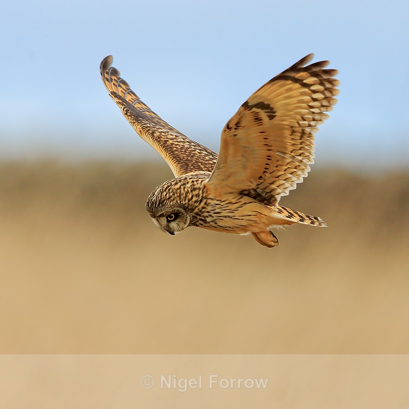 Short-eared Owl hunting, Hawling, Gloucestershire - Short-eared Owl