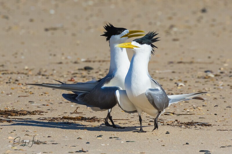 Love Dance 19 - Crested Terns
