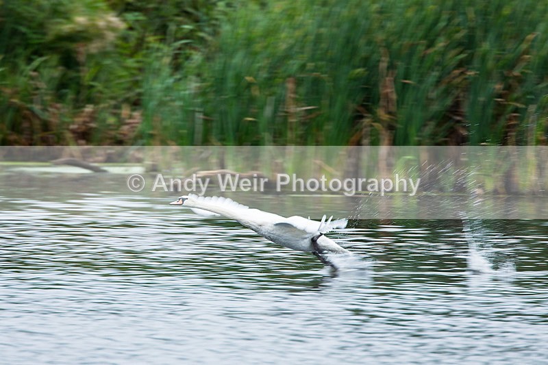 20140906-3K8A5529 - Swans
