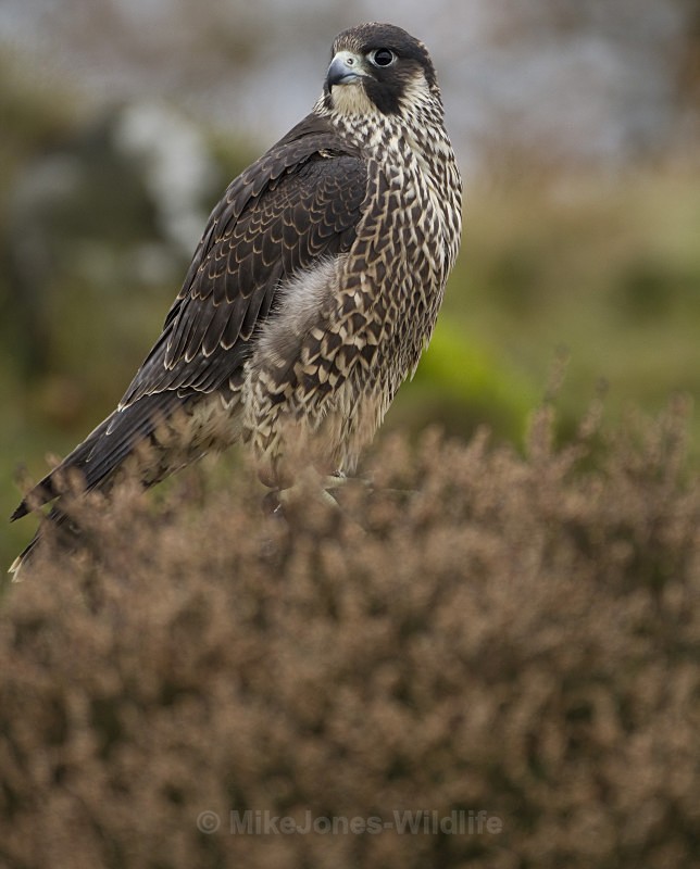 PEREGRINE FALCON 9 - PEREGRINE FALCONS
