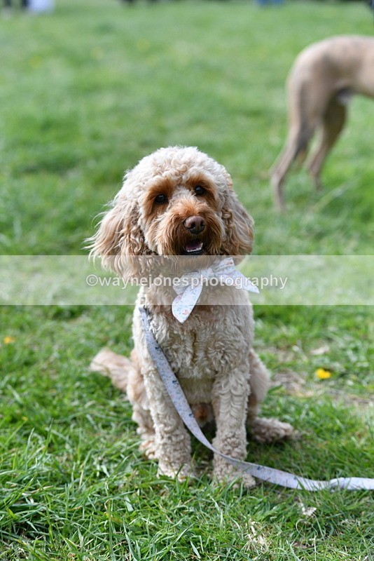 WJ5_9766 - Class 3 Most Handsome Dog