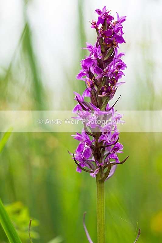 20150705-3K8A8990 - Plants & Flowers