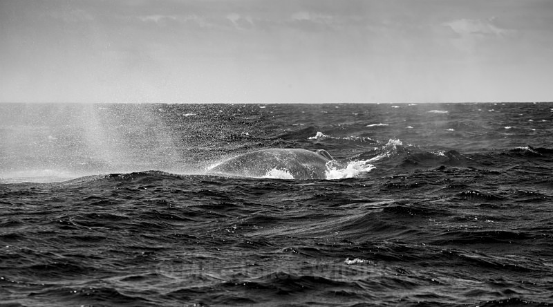 Blue Whale, Pico Island, Azores, May 2014 - WHALES & DOLPHINS ( PICO, AZORES MAY 2013 & 2014 )