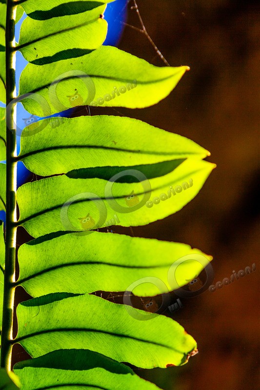 Fern-1396 - Plants and trees