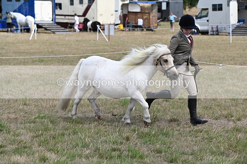 WJ6_5953 - Class 19 In-hand Veterans (Uploaded correct folder)