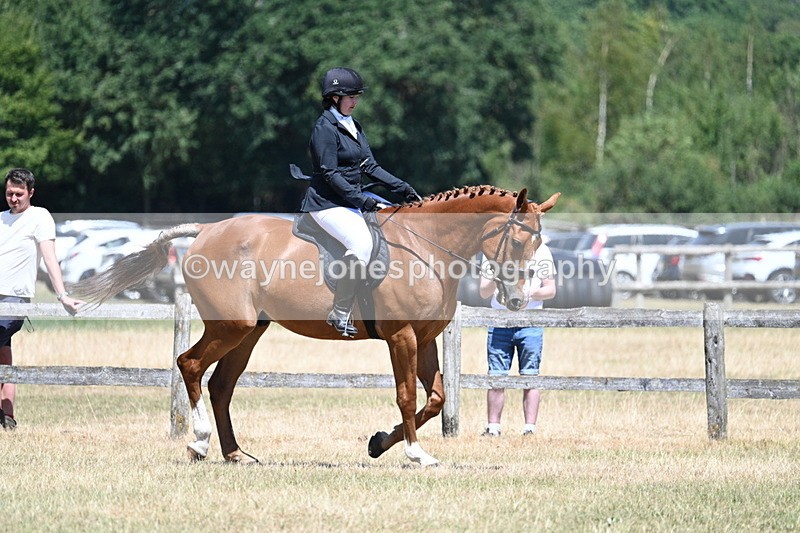 WJ7_2896 - Class 7 Riding Club Show Horse