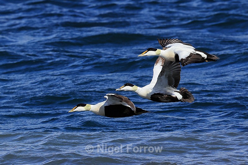 Three Eiders (males) flying, Iceland - Eider