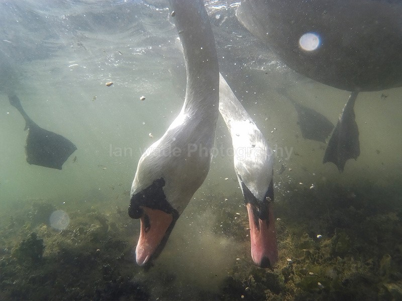 Mute Swans (Cygnus olor) feeding underwater in Somerset. - Underwater Photography Bristol, Somerset and South West