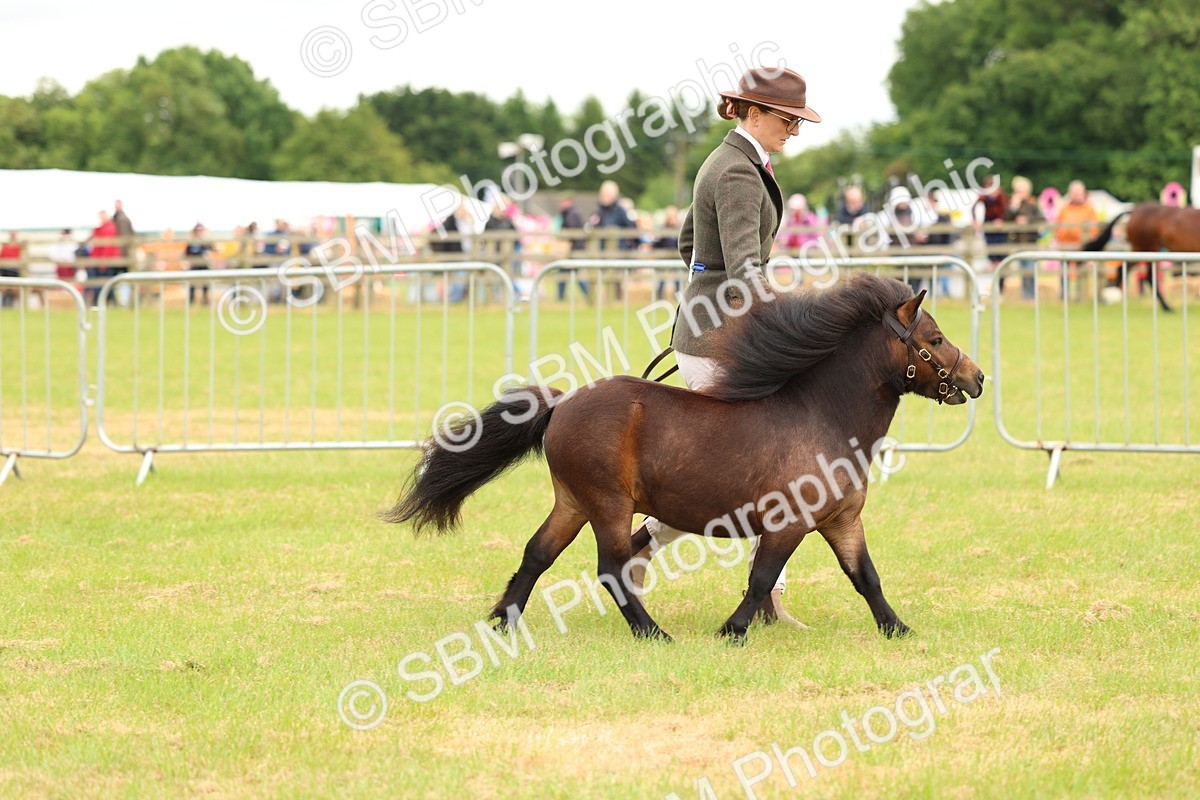 SBM_04469 - Class 64-67 - Shetland Pony In Hand
