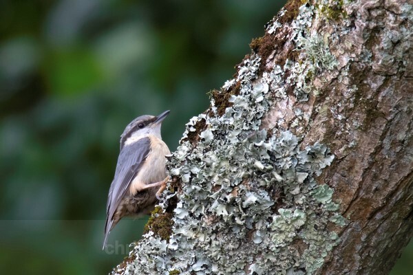 - Birds of Britain and Europe