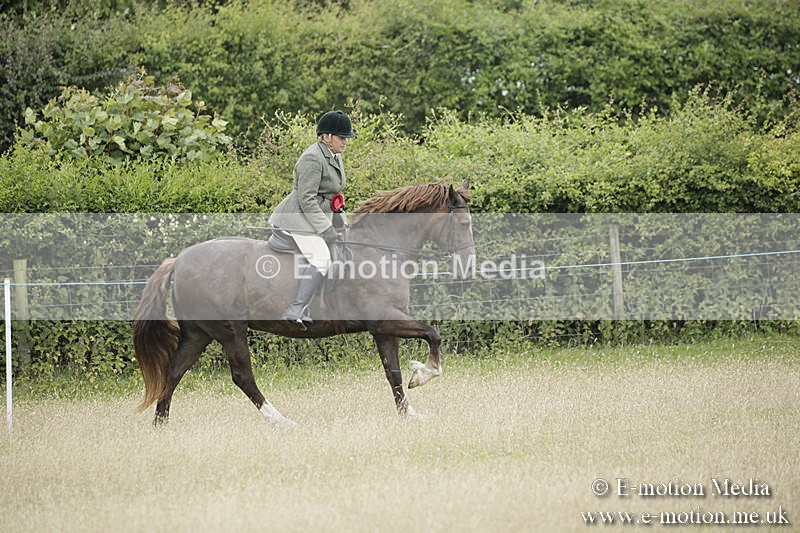 B230619-0983 - Bourne Valley Riding Club Summer Show 23/06/19