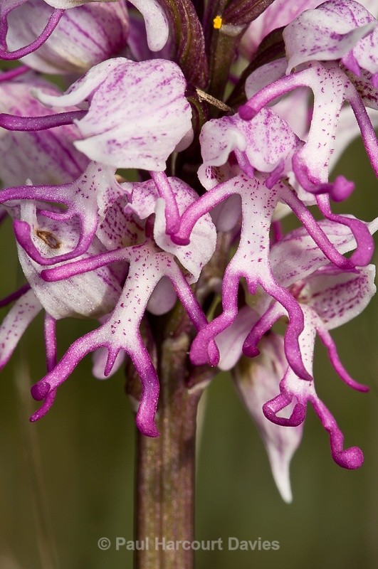  - Orchids - Orchis