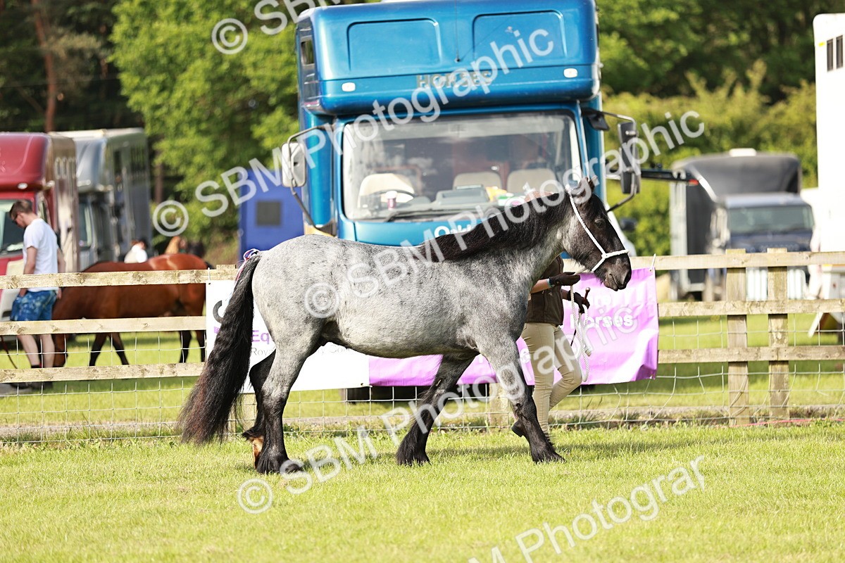 SBM_00679 - Class 14-23 - Mountain & Moorland In Hand Non Welsh